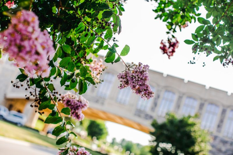 Flowering Trees in the Foreground with the Torgersen Bridge Behind